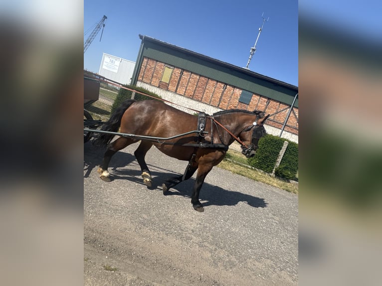 Polish Halfbred Mix Mare 6 years 15.1 hh Brown in Jarmen