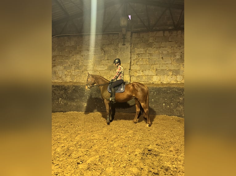 Polish Halfbred Mare 6 years 15,3 hh Chestnut-Red in Schwerin