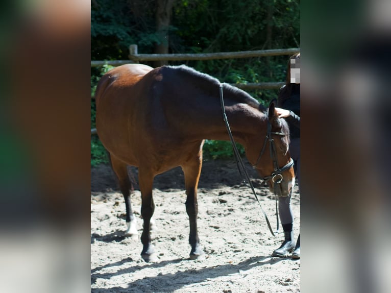Polish Halfbred Mare 6 years 15,1 hh Roan-Bay in Tarnawa