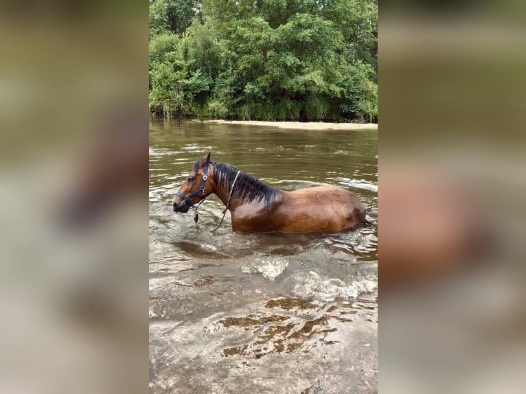 Polish Halfbred Mare 6 years 15,1 hh Roan-Bay in Tarnawa