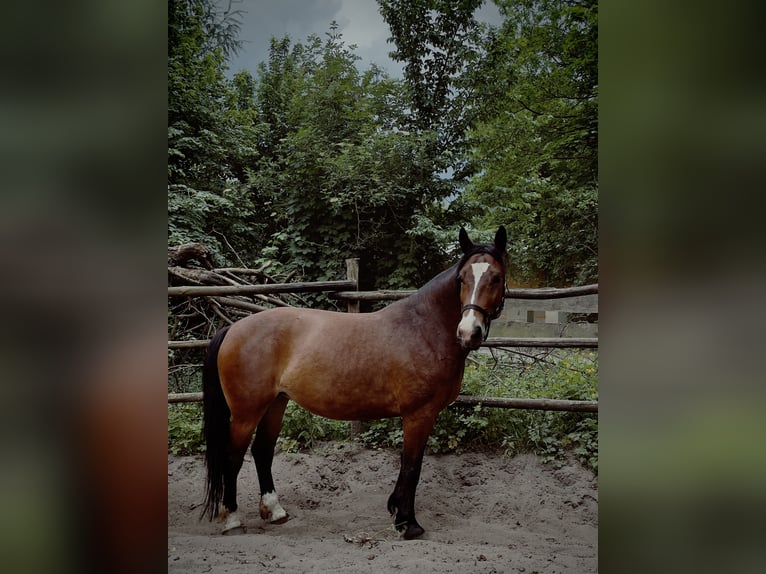 Polish Halfbred Mare 6 years 15,1 hh Roan-Bay in Tarnawa