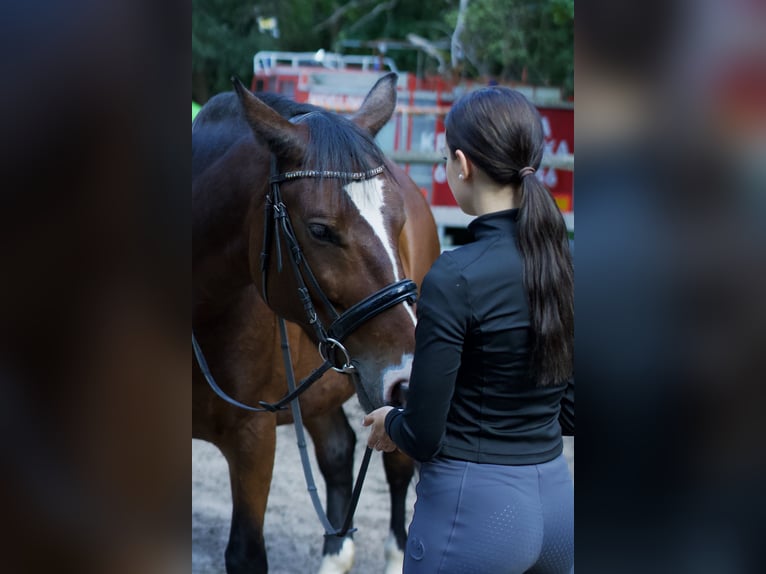 Polish Halfbred Mare 6 years 15,1 hh Roan-Bay in Tarnawa