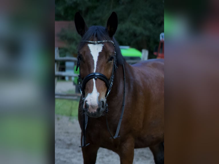Polish Halfbred Mare 6 years 15,1 hh Roan-Bay in Tarnawa