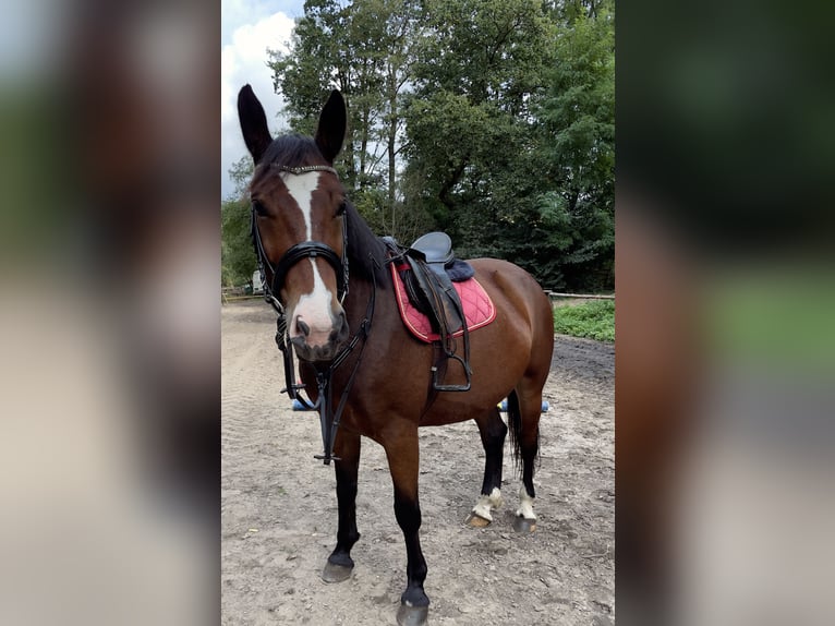 Polish Halfbred Mare 6 years 15,1 hh Roan-Bay in Tarnawa