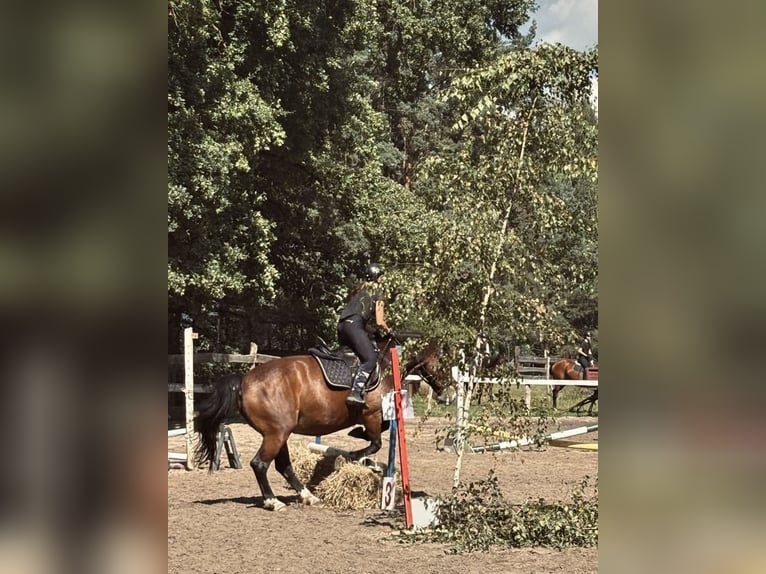 Polish Halfbred Mare 6 years 15,1 hh Roan-Bay in Tarnawa