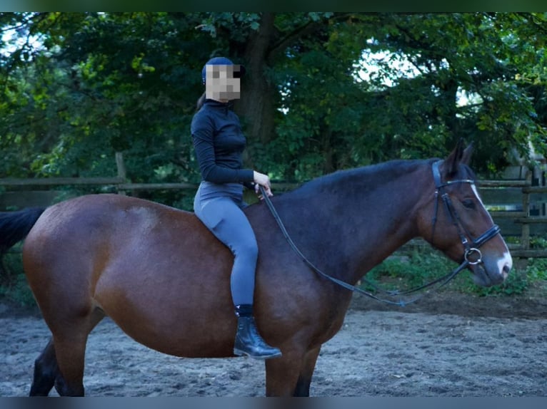 Polish Halfbred Mare 6 years 15,1 hh Roan-Bay in Tarnawa