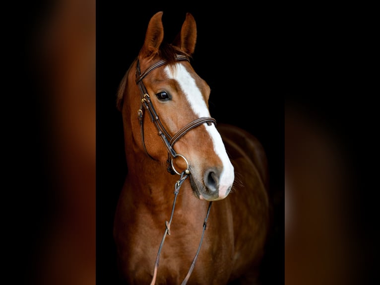 Polish Halfbred Mare 6 years 15,2 hh Chestnut-Red in Jakubowice