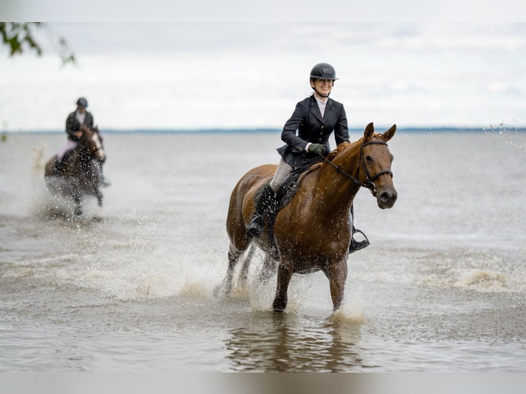 Polish Halfbred Mare 6 years 16,1 hh Chestnut-Red in Frombork