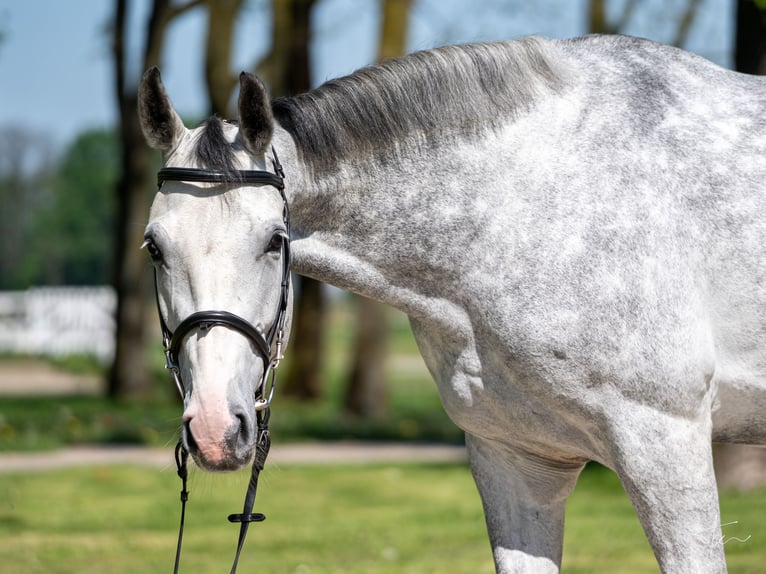 Polish Halfbred Mare 6 years 16,2 hh Gray in Ochaby Wielkei