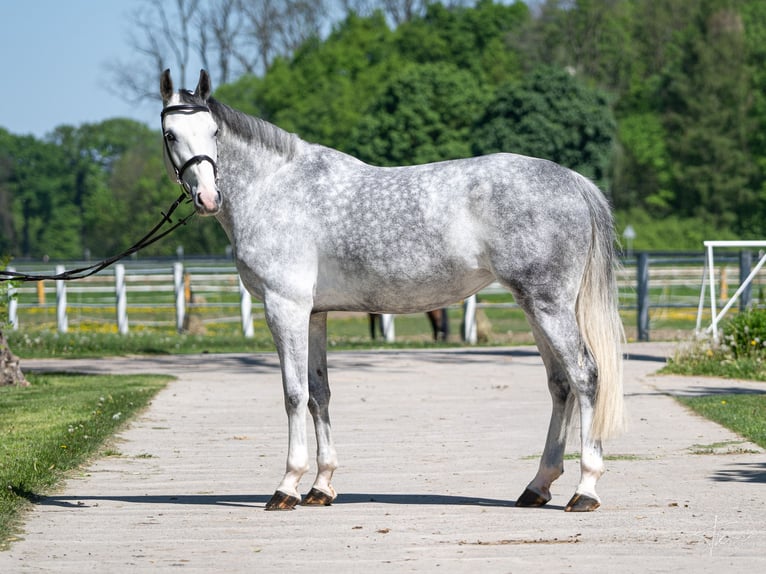 Polish Halfbred Mare 6 years 16,2 hh Gray in Ochaby Wielkei