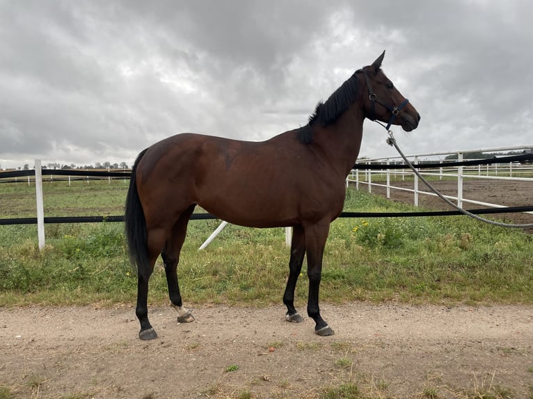 Polish Halfbred Mare 6 years 16,2 hh in Otorowo