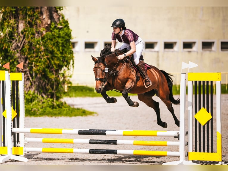 Polish Halfbred Mare 6 years 16 hh Bay in Rybno Wielkie