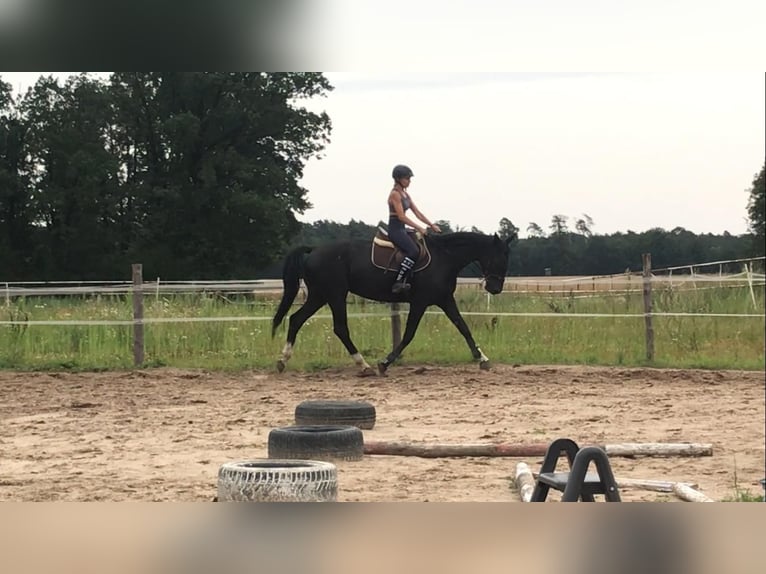 Polish Halfbred Mare 6 years 16 hh Black in Władysławów