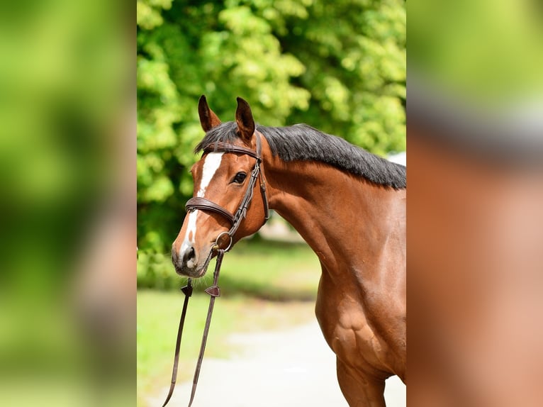 Polish Halfbred Mare 6 years 16 hh Brown in Iwno