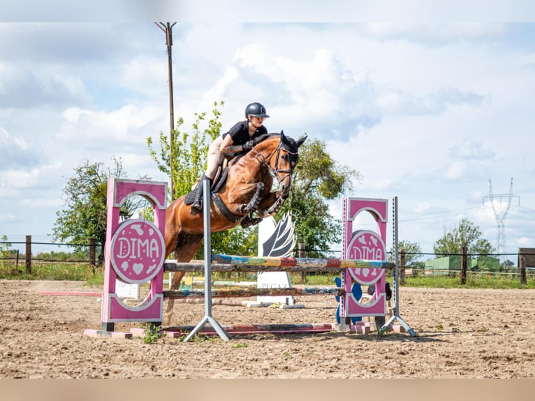 Polish Halfbred Mare 6 years 16 hh Brown in Siedleczek