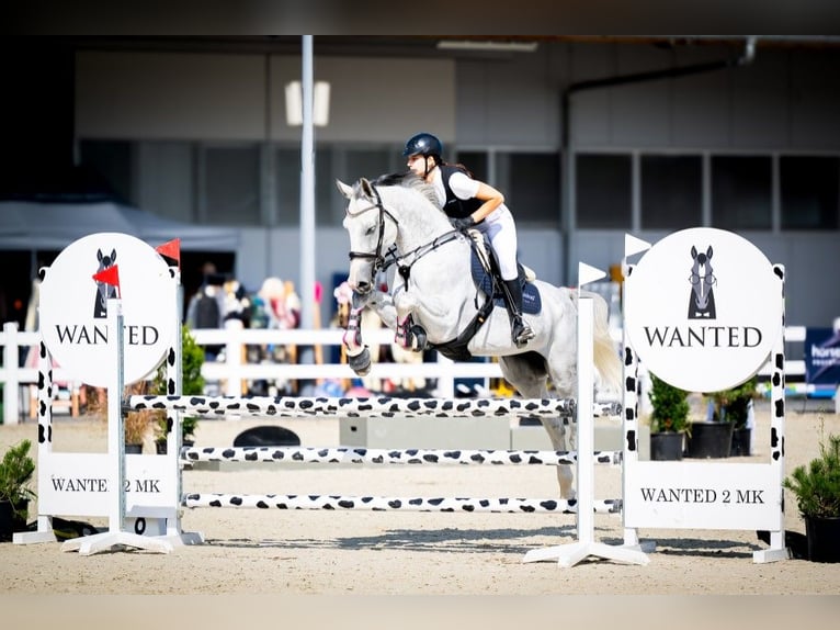 Polish Halfbred Mare 6 years 16,1 hh Grey in Por&#x105;bka