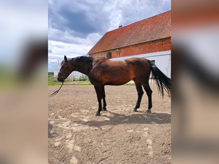 Polish Halfbred Mare 6 years 16,1 hh Smoky-Black in Malbork