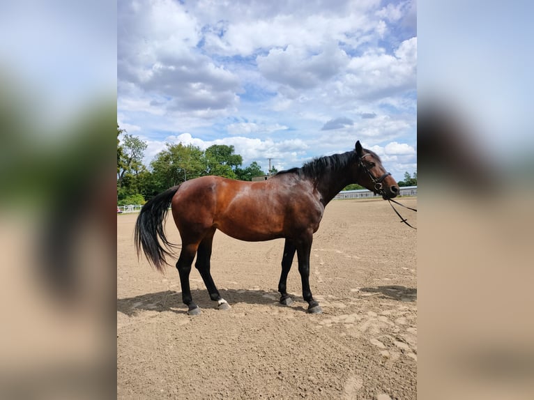 Polish Halfbred Mare 6 years 16,1 hh Smoky-Black in Malbork