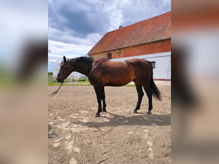 Polish Halfbred Mare 6 years 16,1 hh Smoky-Black in Malbork
