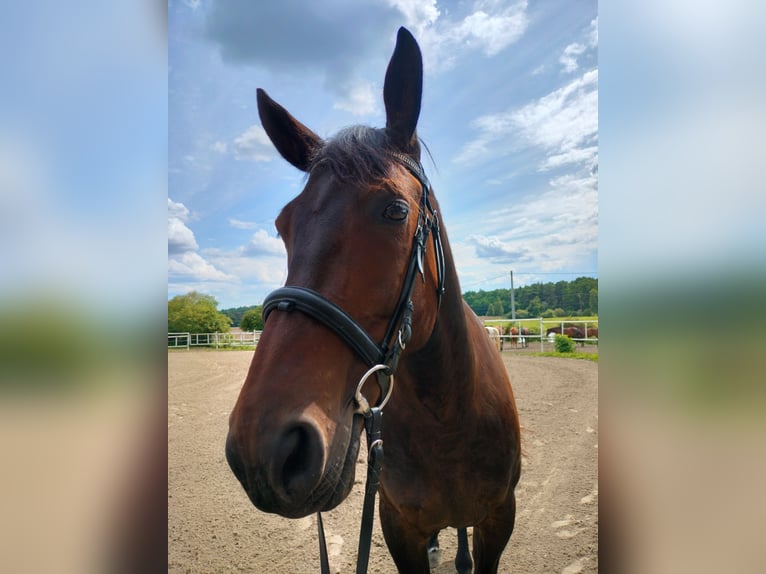Polish Halfbred Mare 6 years 16,1 hh Smoky-Black in Malbork