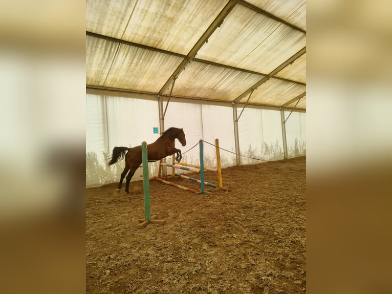 Polish Halfbred Mare 6 years 16,1 hh Smoky-Black in Malbork