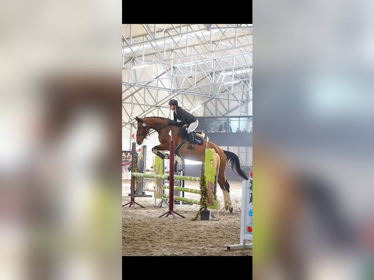 Polish Halfbred Mare 6 years 17 hh Bay in G&#x142;owno