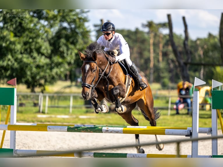 Polish Halfbred Mare 6 years 17 hh Brown in Wierzchucice