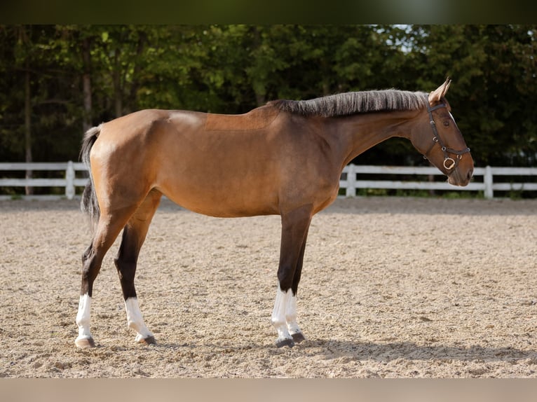 Polish Halfbred Mare 6 years 17 hh Brown in Wierzchucice