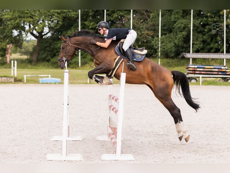 Polish Halfbred Mare 6 years 17 hh Brown in Wierzchucice