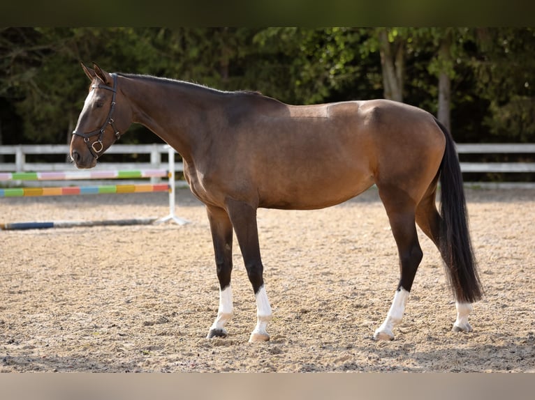 Polish Halfbred Mare 6 years 17 hh Brown in Wierzchucice