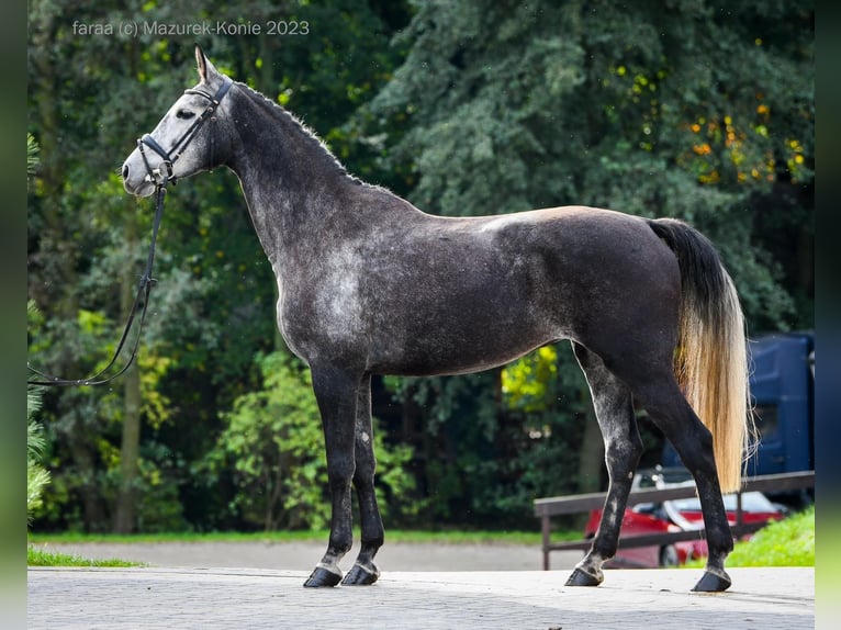 Polish Halfbred Mare 6 years 17 hh Gray in ŚWIDNICA