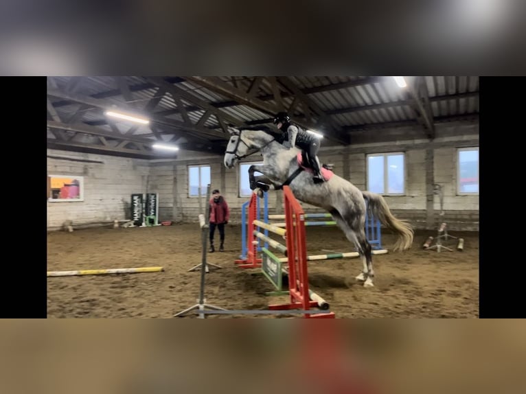 Polish Halfbred Mare 6 years 17 hh Gray in Chełmża