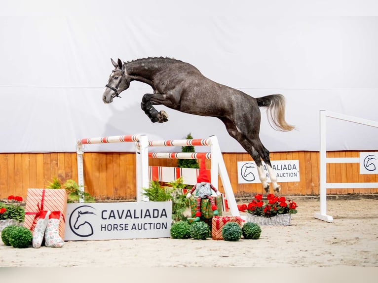 Polish Halfbred Mare 6 years 17 hh Grey-Dapple in warka