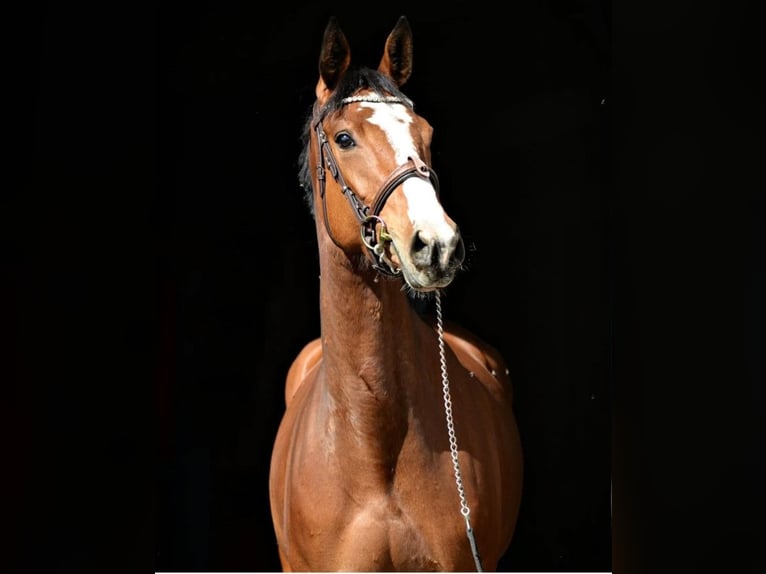 Polish Halfbred Mare 6 years Bay in Poznań