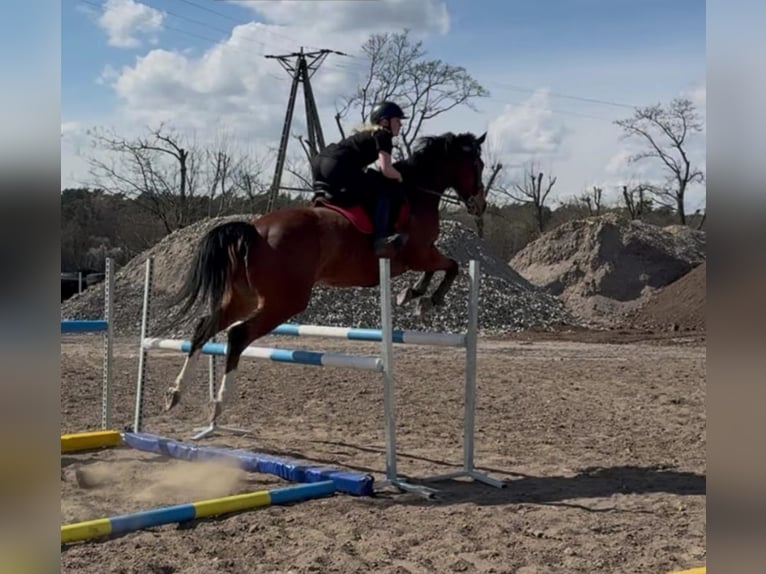 Polish Halfbred Mare 6 years Bay in Poznań