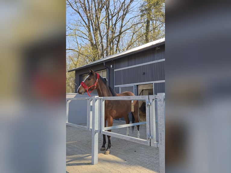 Polish Halfbred Mare 6 years Bay in Poznań