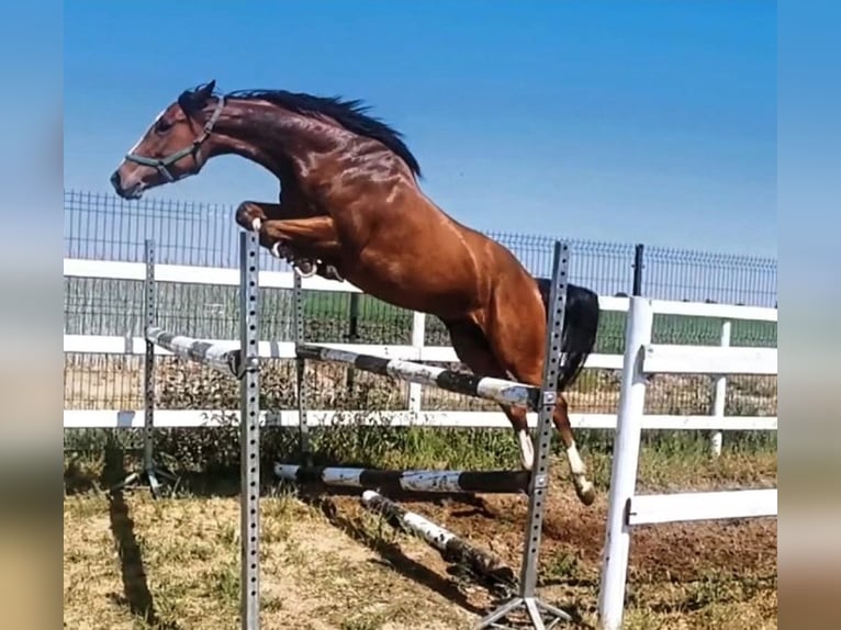 Polish Halfbred Mare 6 years Bay in Poznań