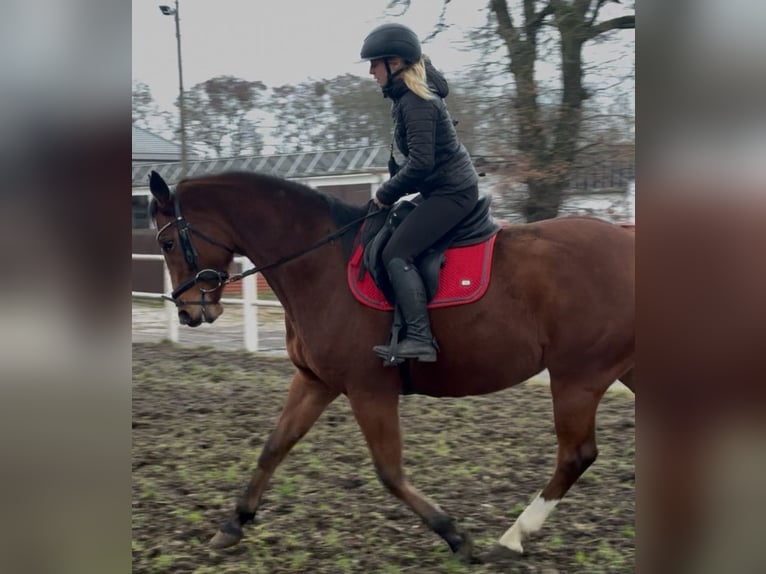 Polish Halfbred Mare 6 years Bay in Poznań