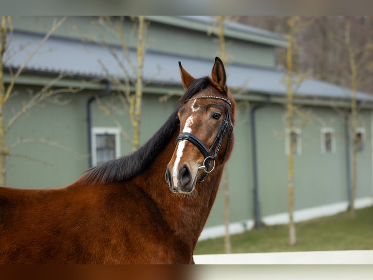 Polish Halfbred Mare 6 years Brown in Serock