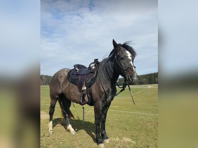 Polish Halfbred Mare 7 years 14,2 hh Black in Zwiesel