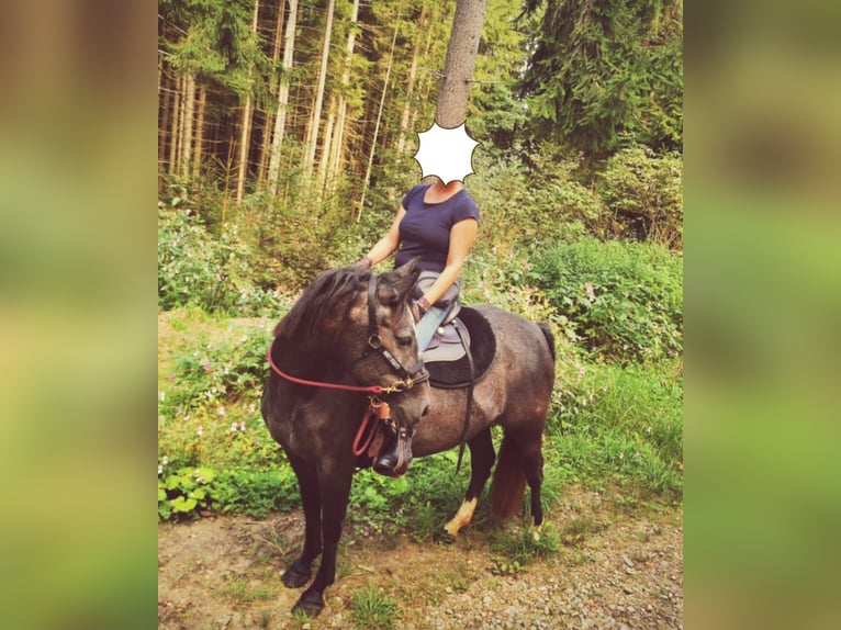 Polish Halfbred Mare 7 years 14,2 hh Black in Zwiesel