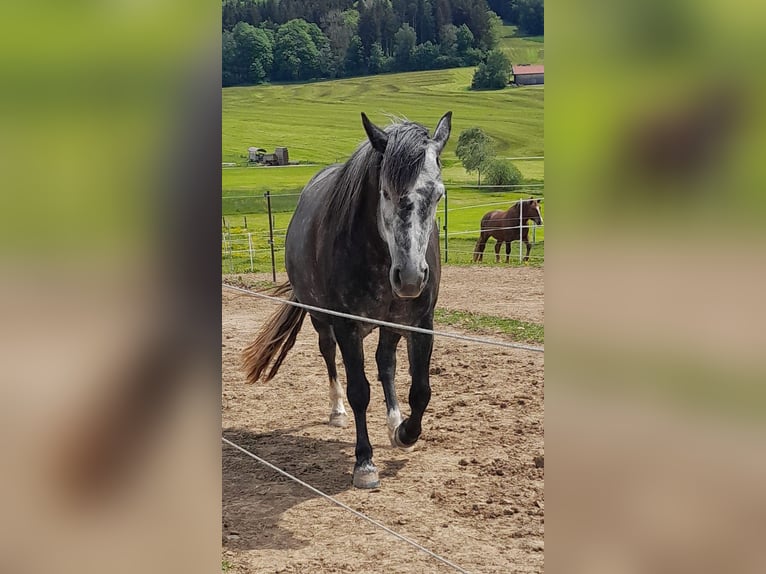 Polish Halfbred Mare 7 years 14,2 hh Black in Zwiesel