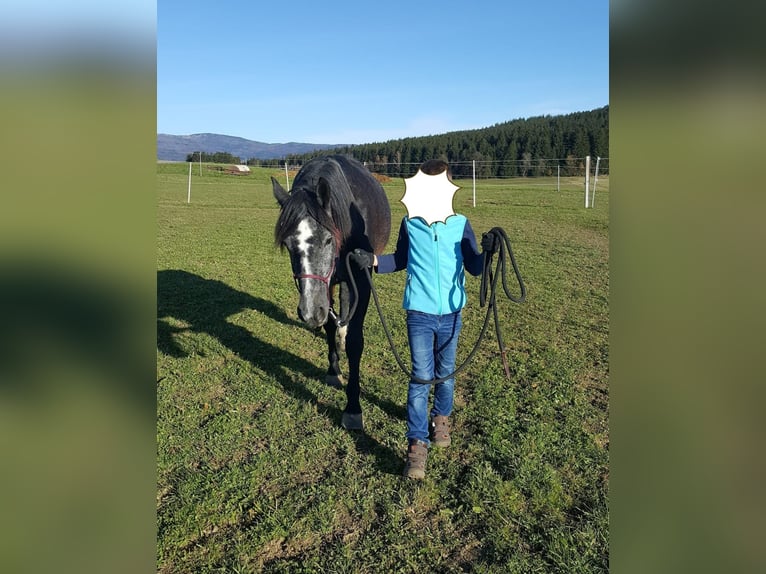 Polish Halfbred Mare 7 years 14,2 hh Black in Zwiesel