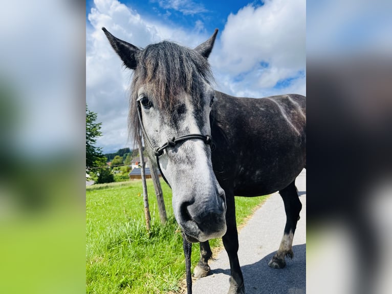 Polish Halfbred Mare 7 years 14,2 hh Black in Zwiesel