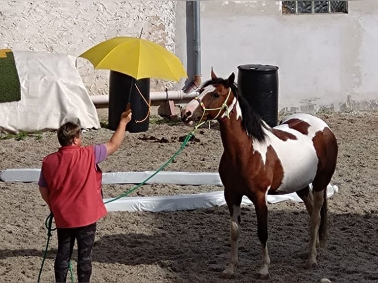 Polish Halfbred Mix Mare 7 years 14,2 hh Tobiano-all-colors in Nittenau