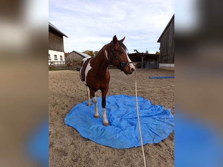 Polish Halfbred Mix Mare 7 years 14,2 hh Tobiano-all-colors in Nittenau
