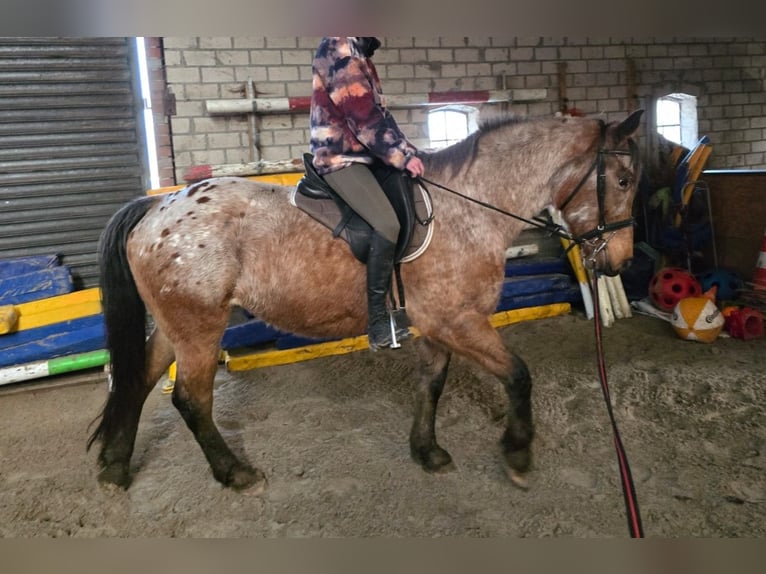 Polish Halfbred Mix Mare 7 years 15.2 hh Roan-Bay in Ihlow