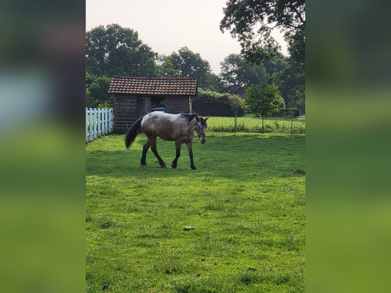 Polish Halfbred Mix Mare 7 years 15.2 hh Roan-Bay in Ihlow