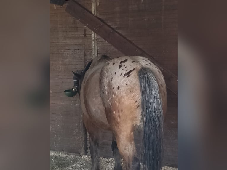 Polish Halfbred Mix Mare 7 years 15.2 hh Roan-Bay in Ihlow