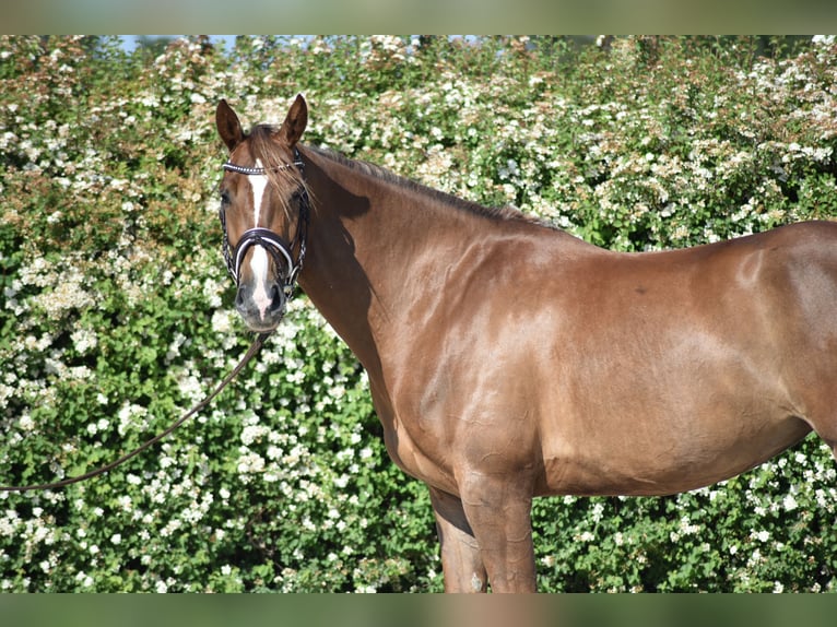 Polish Halfbred Mare 7 years 15,3 hh Chestnut in Kłaczyna